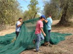 Gathering almonds in nets
