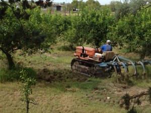 Plowing between the olive and almond trees