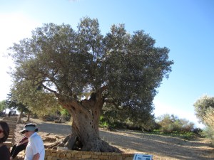 600 year old Olive Tree, Temple of Hera