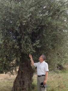 Very old olive trees full of olives