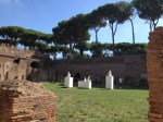 Umbrella pines along the walkway between the Palatine Hill and the Forum