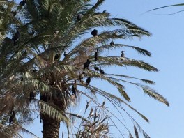 More birds in the trees.  Look like a cross between cormorants and ducks.