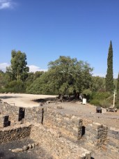 The oak tree you see in the background is 400 years old.