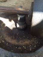 You can see remnants of olives actually pressed for demonstrations.