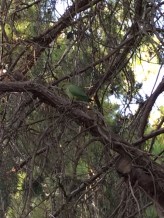 More parrots…parrots of Kibbutz Dalia instead of Parrots of Telegraph Hill