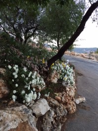 Beautiful flowers- we don't often see carnations in the ground.