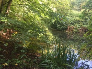 A pond near Bussum to start off our new year. One can see how much water is in the life of this country. They are always trying to get rid of it and we are craving it. Let's hope we get some this year. Apparently these ponds were dug to take earth to Amsterdam for landfill. They now are slow moving bodies of water with lush vegetation all around.