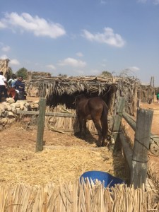 A sukkah with a donkey as one of it's walls is not considered kosher.  The donkey stood with his head through the hole the entire time we were there.