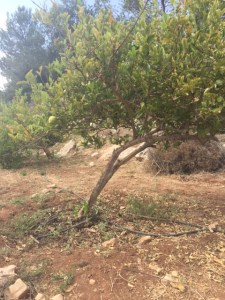 The etrog tree only grows in Israel and is quite thorny.