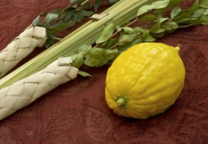 The lulav is made up of a palm branch (representing the spine), myrtle branches (representing the eyes), and willow branches (representing the mouth). The etrog is a citron that represents the heart.