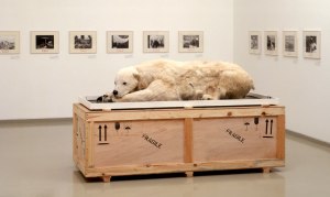 Survival and Extinction: "Ursus Maritimus", Mark Dion, 1995, fiberglass, goat skin, glass eyes, art crate